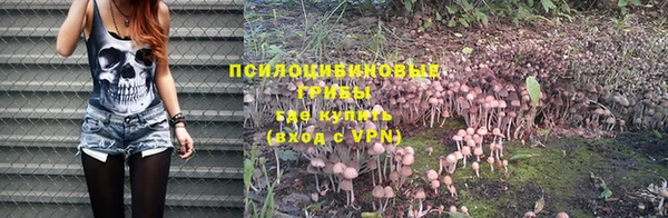 прущие грибы Тихвин